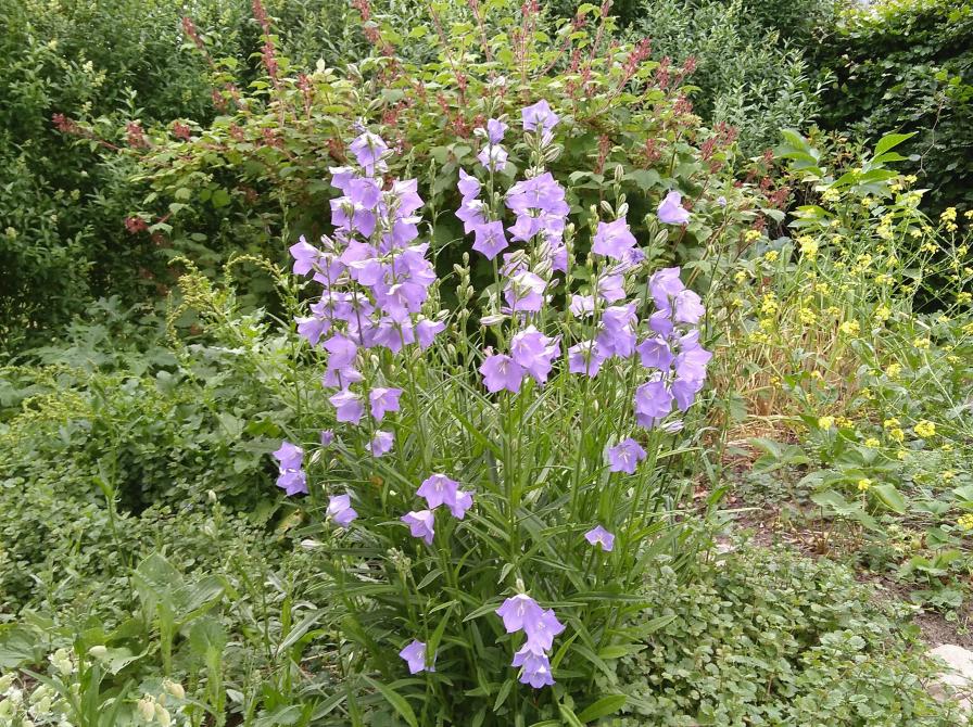 Smalbladet klokke i permakulturhave