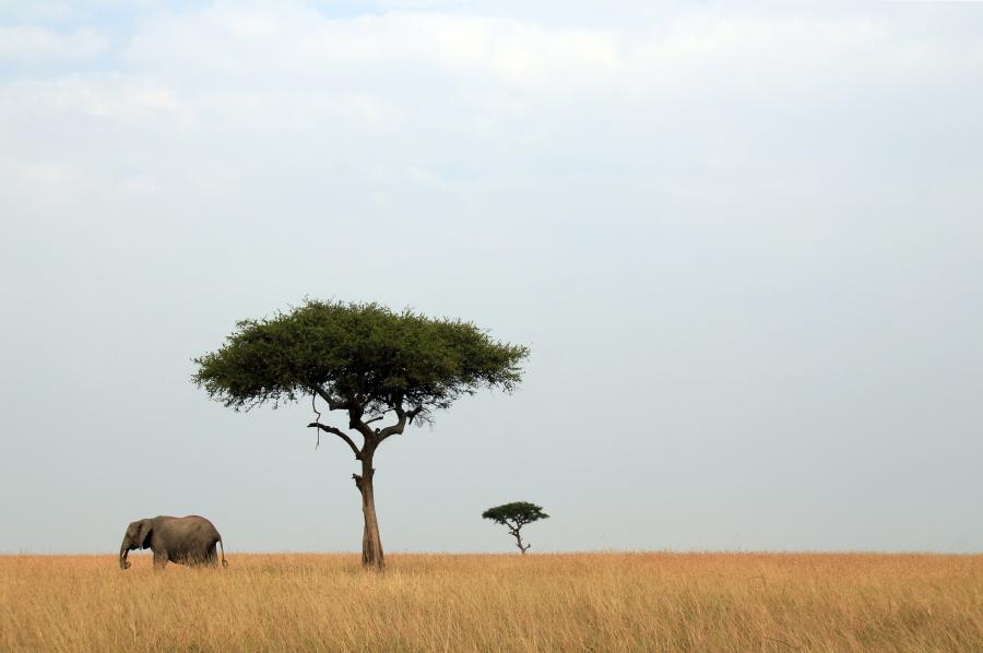 Foto af afrikas savanne